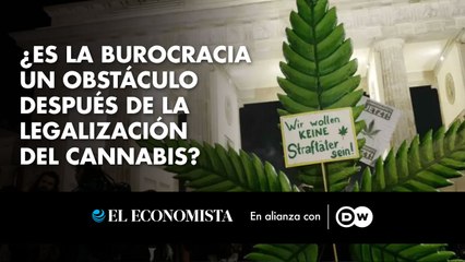 ¿Es la burocracia un obstáculo después de la legalización del cannabis? 