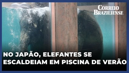 Calor no Japão obriga elefantes a se refrescarem em piscina