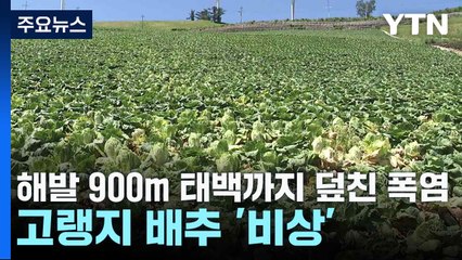 해발 900m 태백까지 덮친 폭염...고랭지 배추 '비상' / YTN