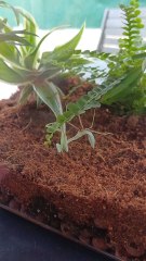 Je vous présente KiWi, ma premiere Mante Africiaine