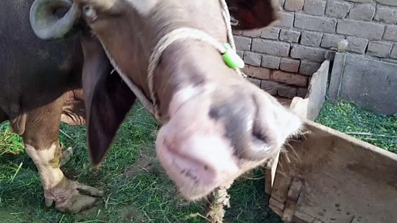 Buffalo vlog|