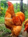 Getting to Know Brahma Chicken