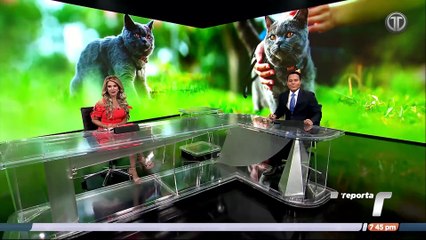 TR Verde: Los gatos y su día
