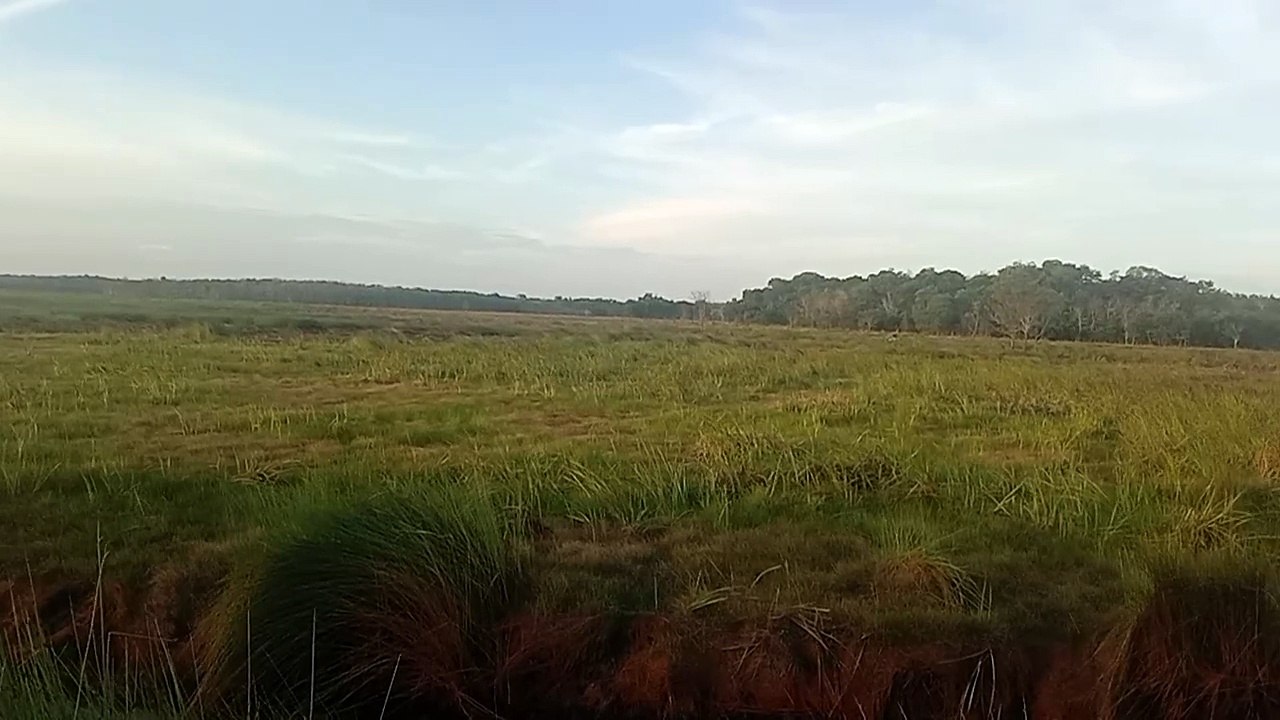KEBAKARAN HUTAN DAN LAHAN DI PAMPANGAN OKI DIPADAMKAN