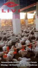 Automatic Broiler Flooring System For Sale —— Poultry Farming Equipment