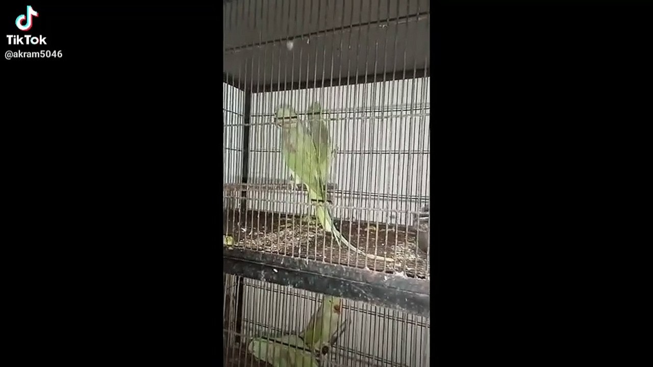 Birds 