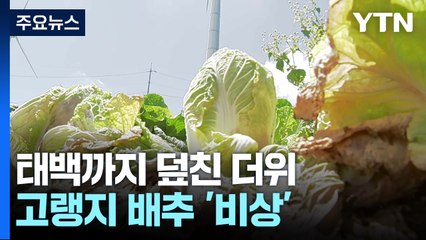 해발 900m 태백까지 덮친 폭염...고랭지 배추 '비상' / YTN