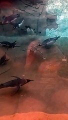 Penguin Feeding Time