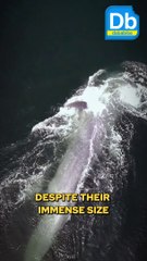 A Blue Whale's Heart is the Size of a Small Car