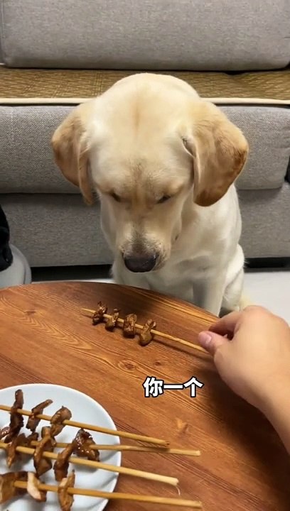 Funny  dog video