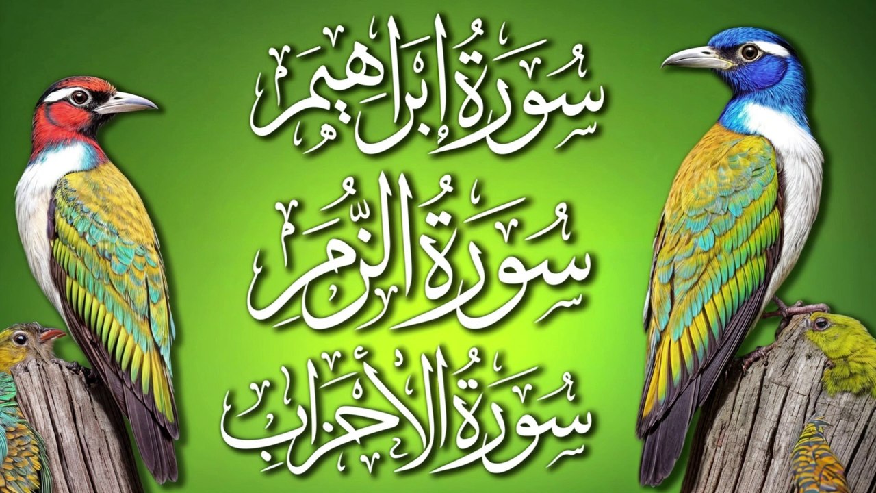 Very Best Recitation Of Surah ibrahim , Surah Az Zumar ,Surah Al Ahzab |Tilawat e Quran |Quran |Alquran