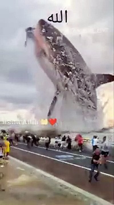 Masha Allah World Biggest Fish | Islamic viralvideo | Islamic vedioes