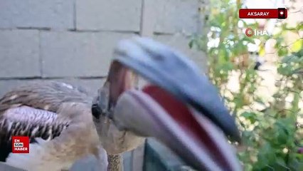 Aksaray'da çiftliğe düşen yavru flamingo Tuz Gölü’ne bırakıldı