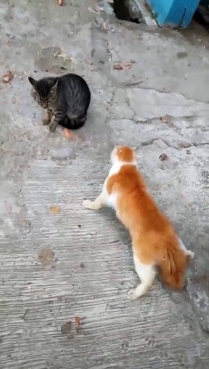Funny cat video