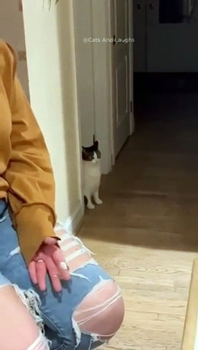 funny cats episode 79
