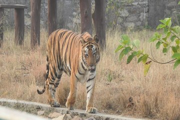 बेहद प्यार करता था वो, पलभर भी एक दूसरे से नहीं होते थे दूर.. महक रह गई अकेली, नाहर को ढूंढ़ती है निगाहें....