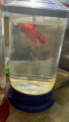 #trending #viral #usa #shortvideo #baby #fish #fishingvideo #fishlover #koifish #bettafish #goldfish