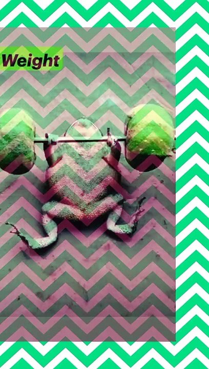 Funny video frog took weight lifts