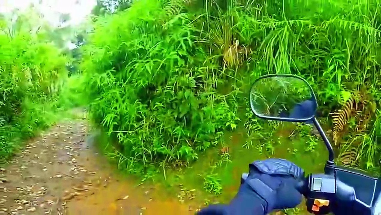 Route forestière d'aventure jusqu'au mont Tangkuban Perahu Upas HillBandung