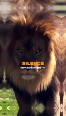 Attitude - Lion King - Violence