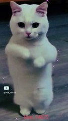 chaman chaman, #YouTube  #cute #cat @Star_14672 #009