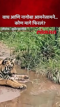 वाघ आणि नागोबा आमनेसामने... कोण मागे फिरलं?