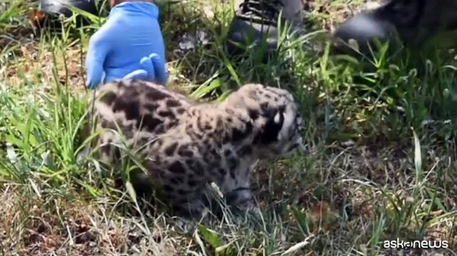 Al Parco Le Cornelle nata una rara cucciola di leopardo delle nevi