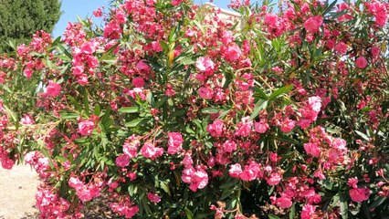 PAPHOS- sanctuary of aphrodite by tFv