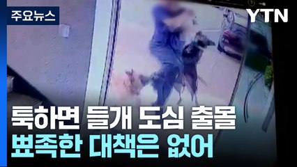툭하면 들개 도심 출몰...뾰족한 대책은 없어 / YTN