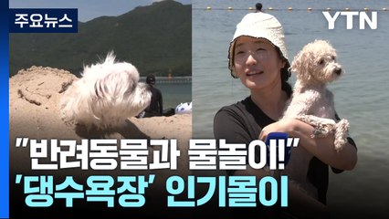 "반려동물과 물놀이 즐겨요"...'댕수욕장' 인기 / YTN