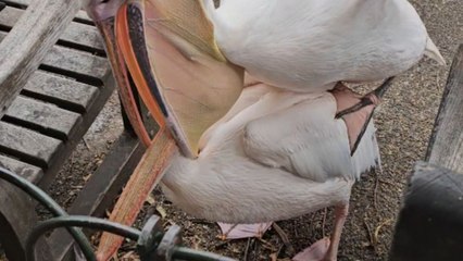 Angry pelicans unintentionally put on an entertaining show for onlookers in St James's Park