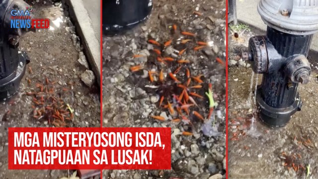 Mga misteryosong isda, natagpuaan sa lusak! | GMA Integrated Newsfeed
