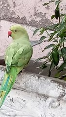 parrot eating peppers fron my home garden