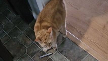 Orange cat experiences epic jump scare moment when humans surprise her with a new kitten