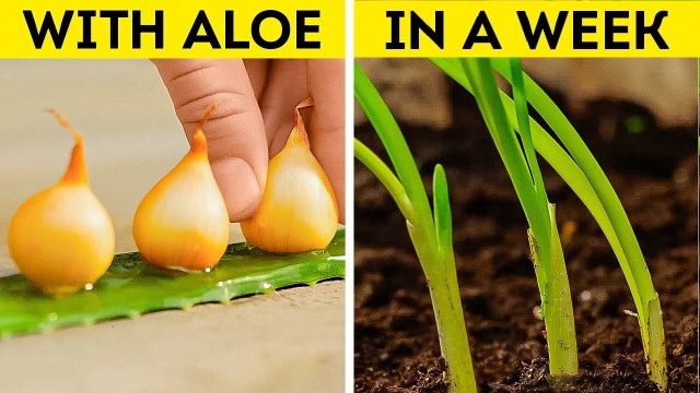 Effortless Gardening Hacks for Growing Healthy Plants with Minimal Space