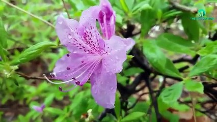 ishq     huzrat baba bullah shah