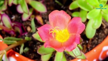 Huzrat Baba Bullah Shah    Sarkar