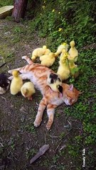 Duck And Cats are Very Good Friend