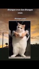 funny moments cat girl and men
