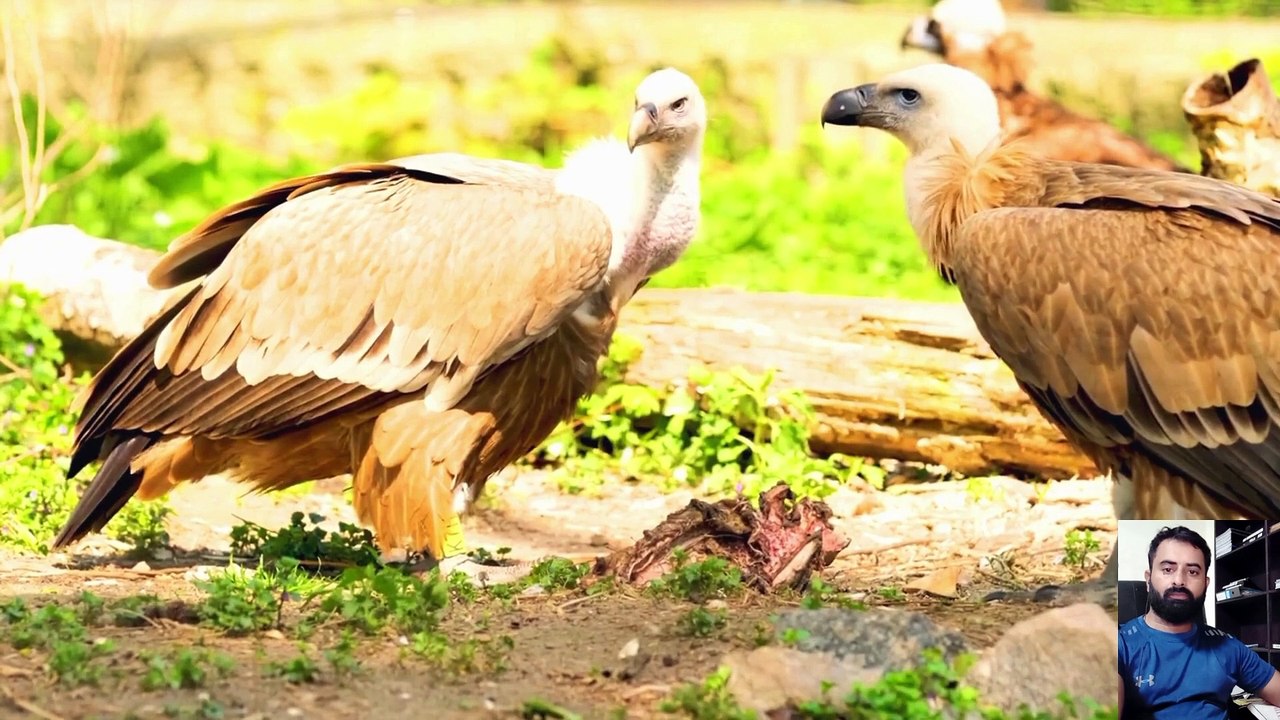 Amazing Animal Planet video I African Forest Animals Video I Wildlife Animal Video I Animal Fight video