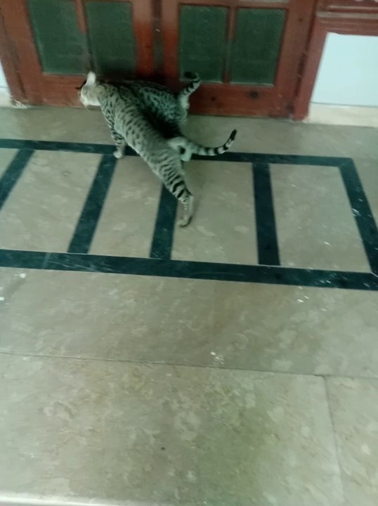 Beautiful cats
