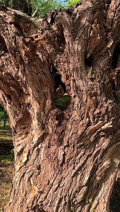where is my rabbit ?