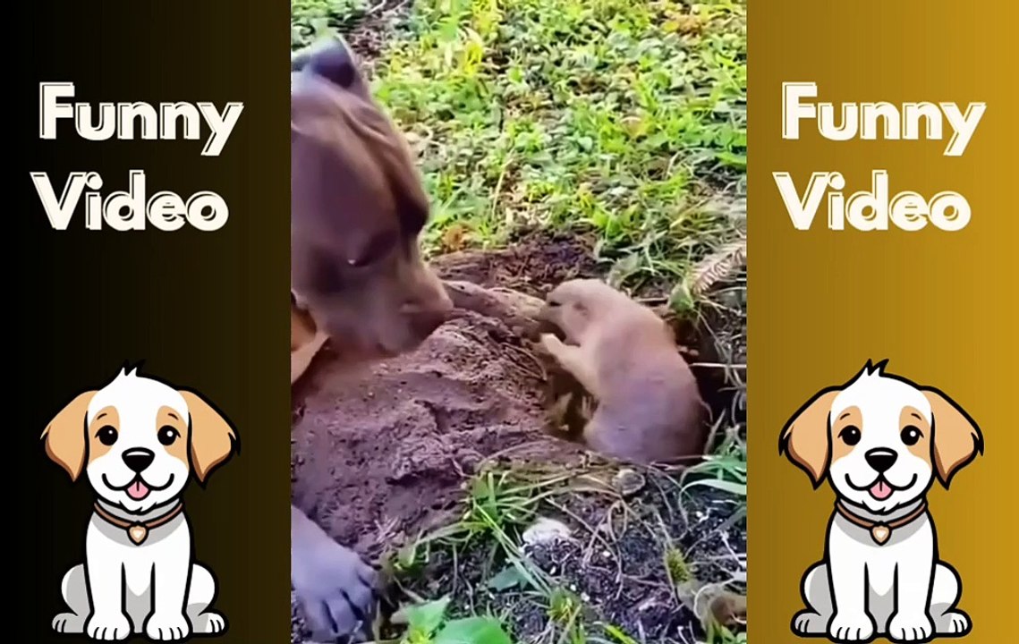 Cats & Dogs: Who's the Funniest? Watch and Decide