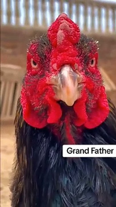 Chicks are same as Grandfather