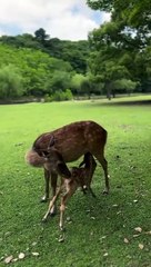 NARA DEER PARK JAPAN
