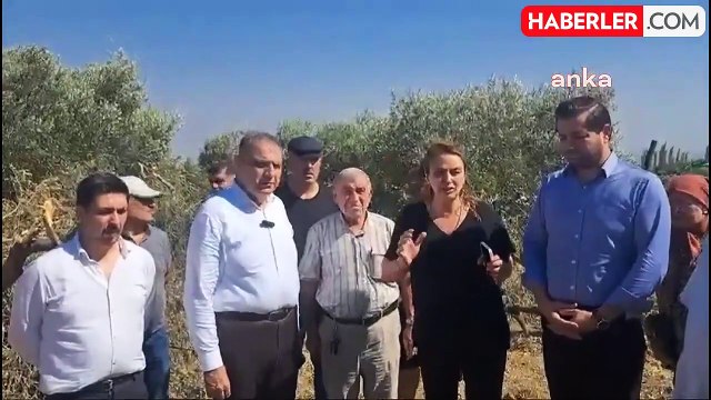 CHP Milletvekili Kara, Kurtlusoğuksu'daki Zeytin Ağaçlarının Kesilmesine Tepki Gösterdi