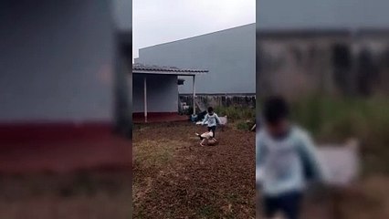 Cachorrinha morreu em voo que matou 62 pessoas