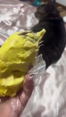 Cat Doesn't Like This Kind of Food