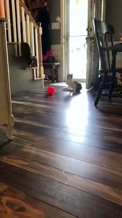 funny cats episode 83