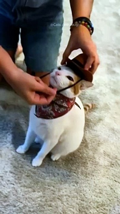 funny cats episode 85